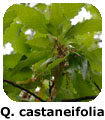 quercia castaneifolia